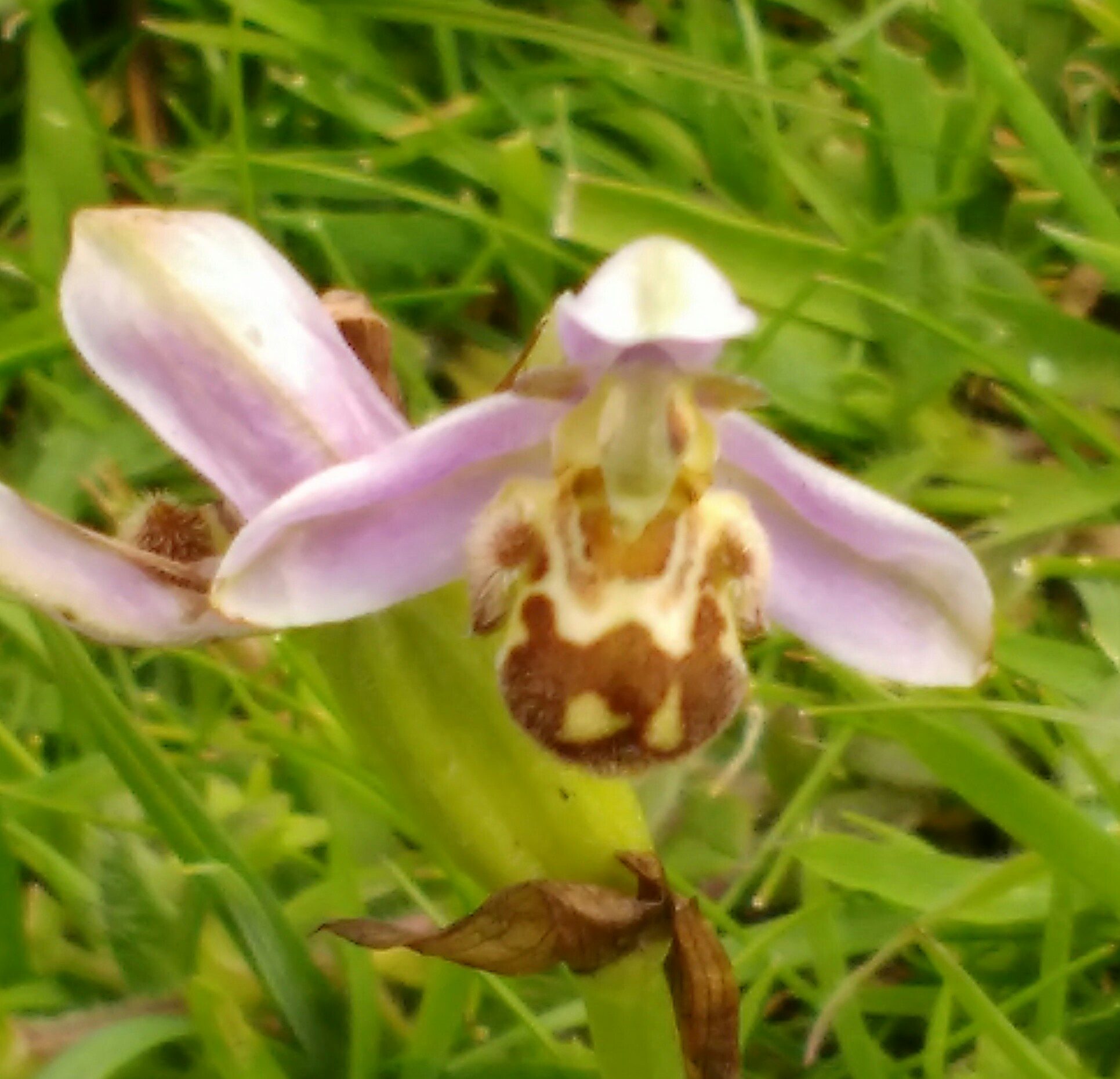 a close up of a flower