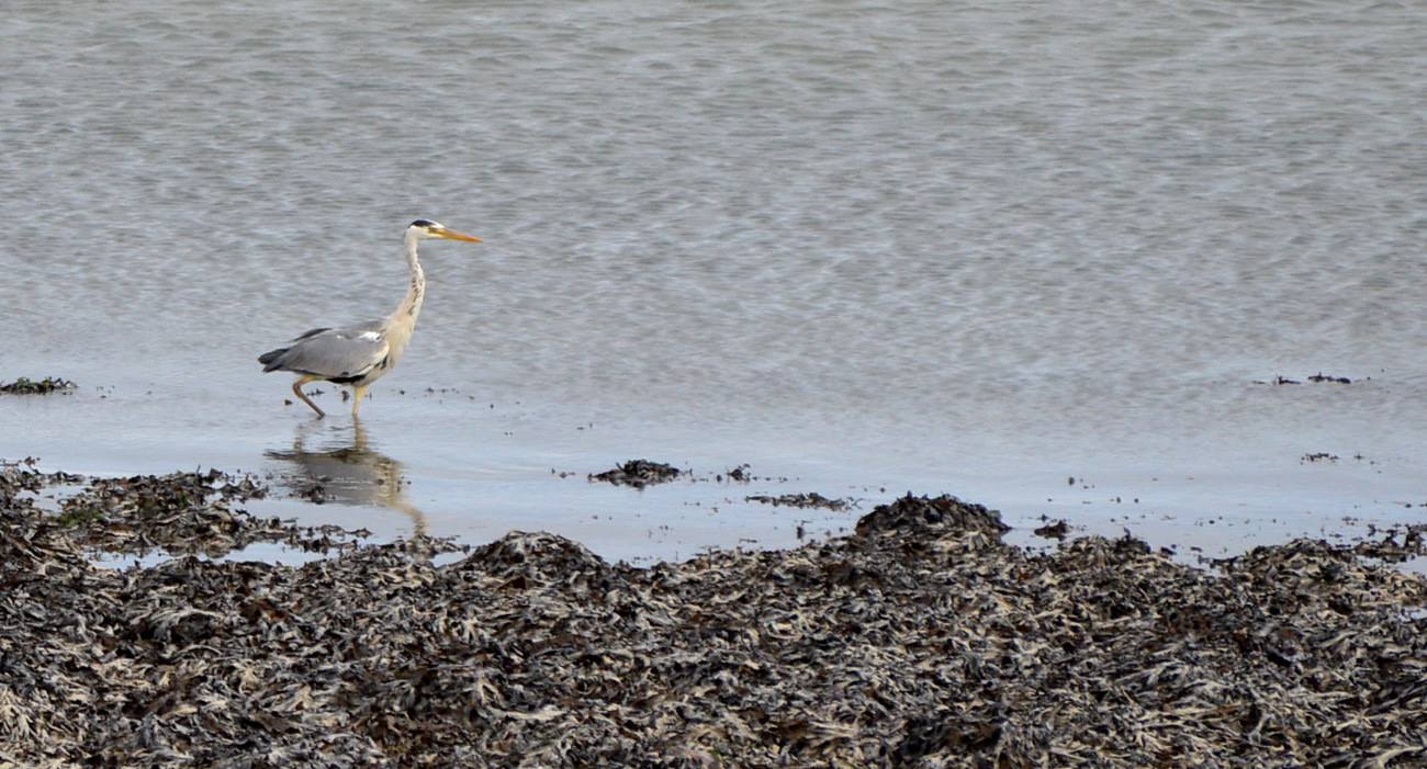 a flock of seagulls standing next to a body of water