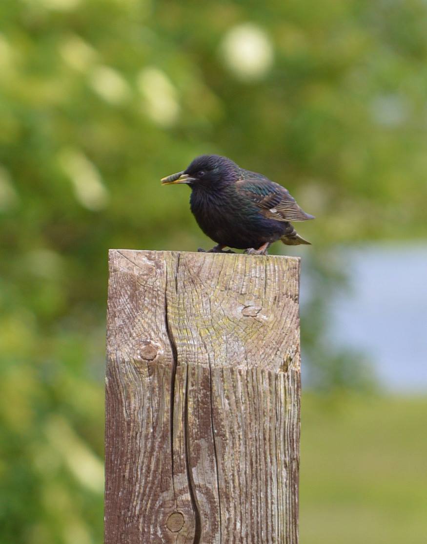 a small bird perched on top of a wooden post
