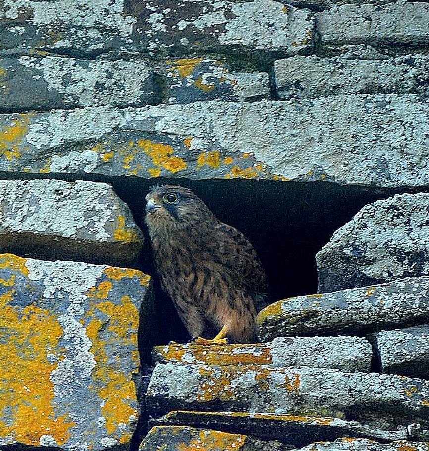 a bird sitting on a rock wall
