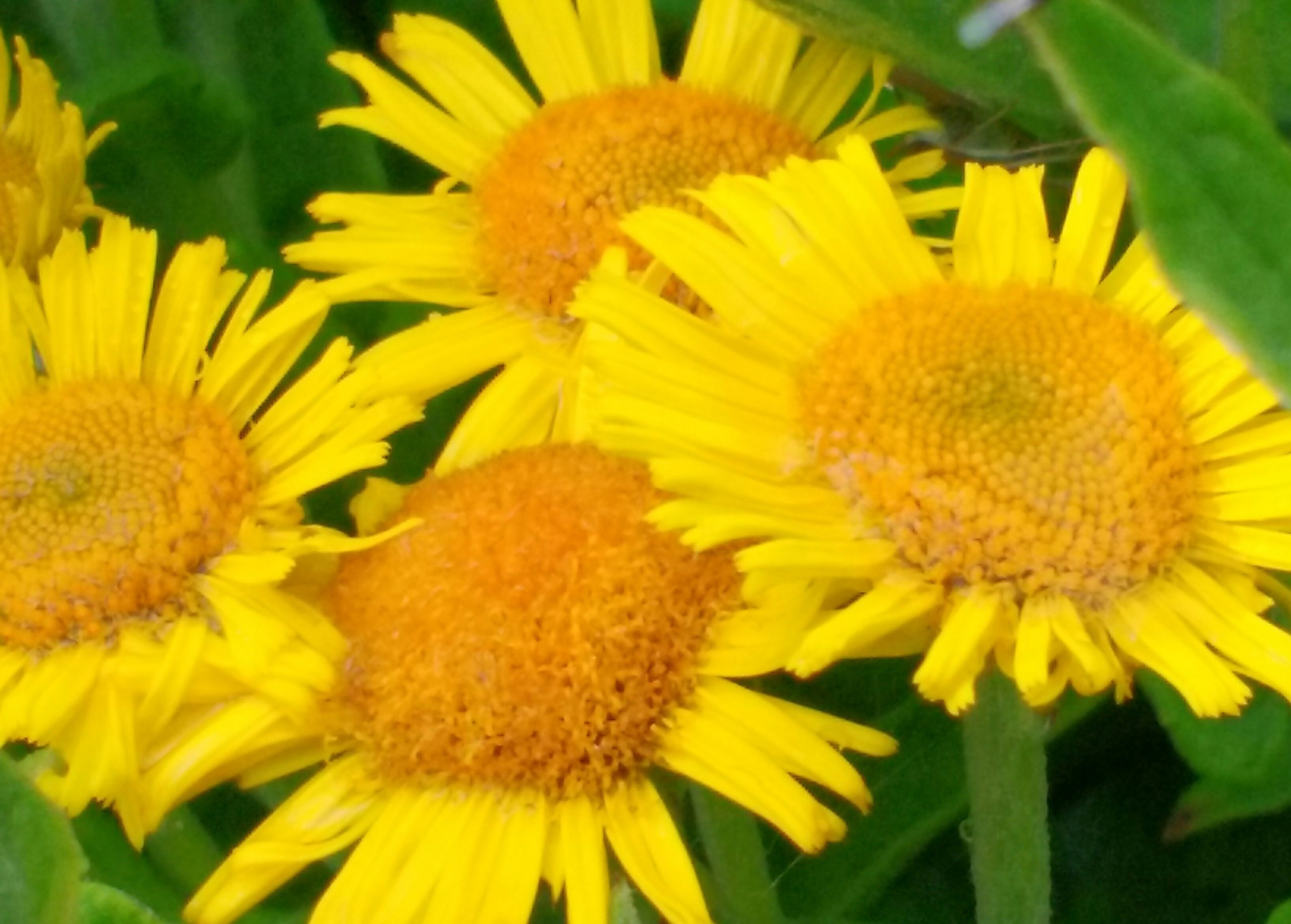 a close up of a flower