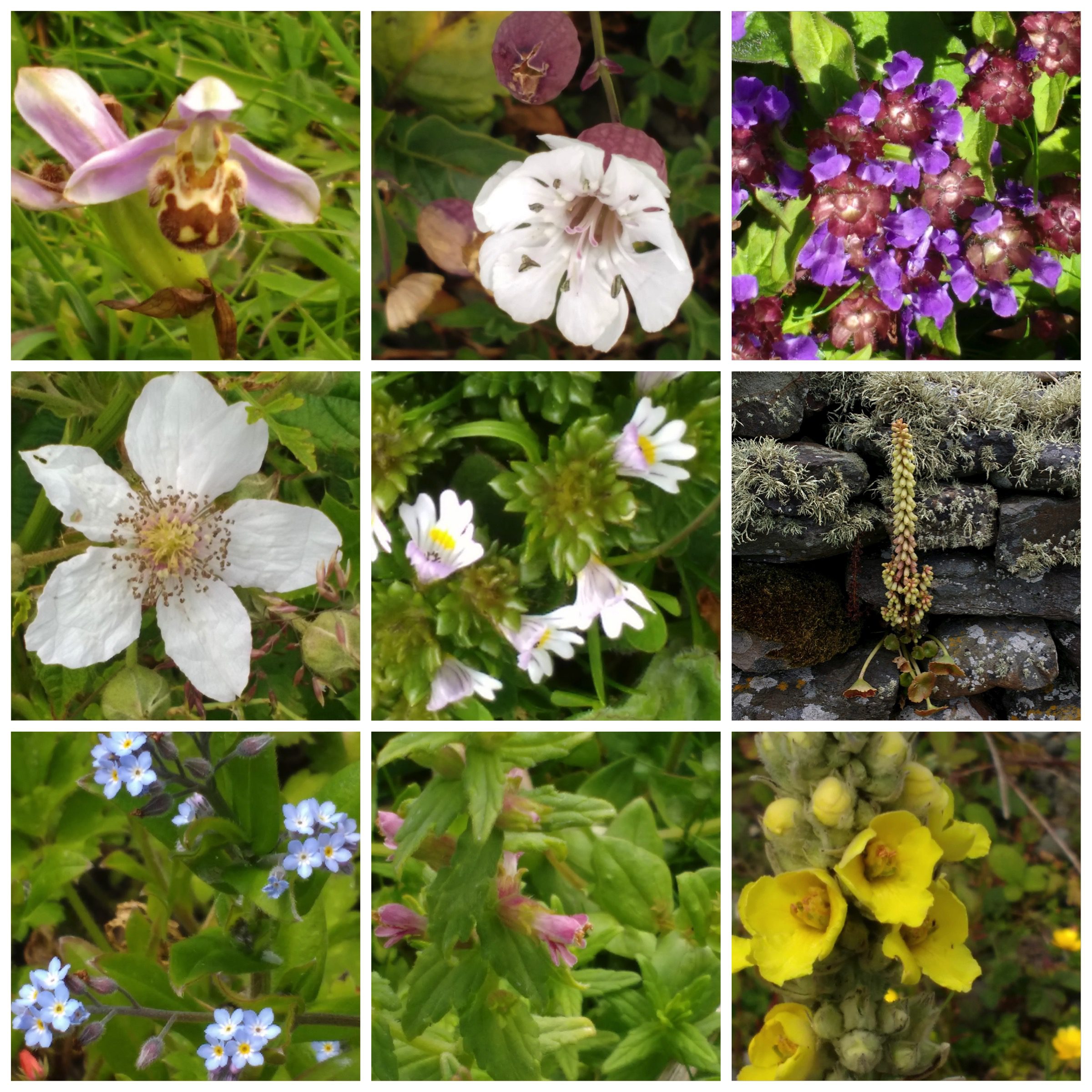 a close up of a flower