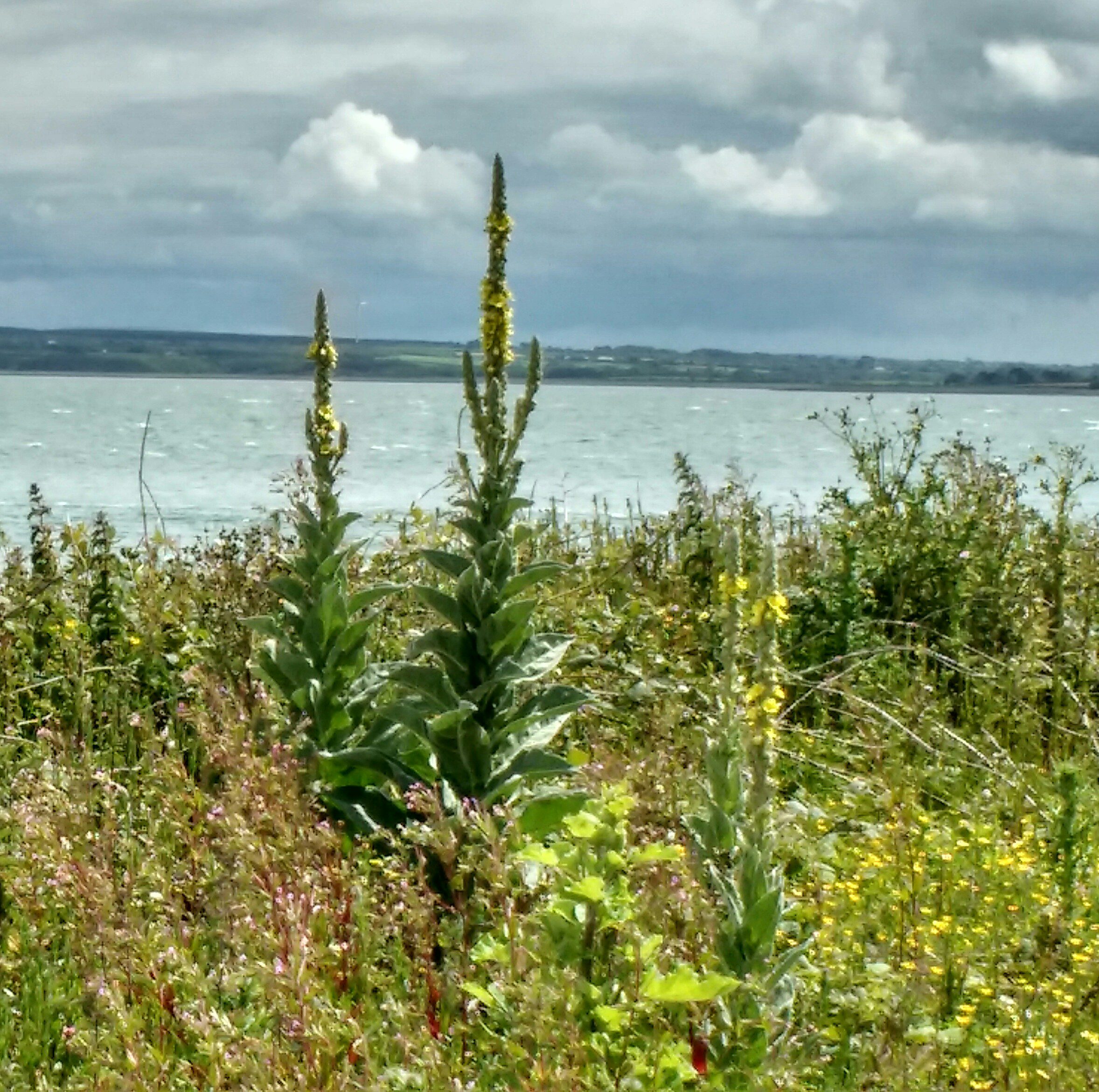 water next to a tree