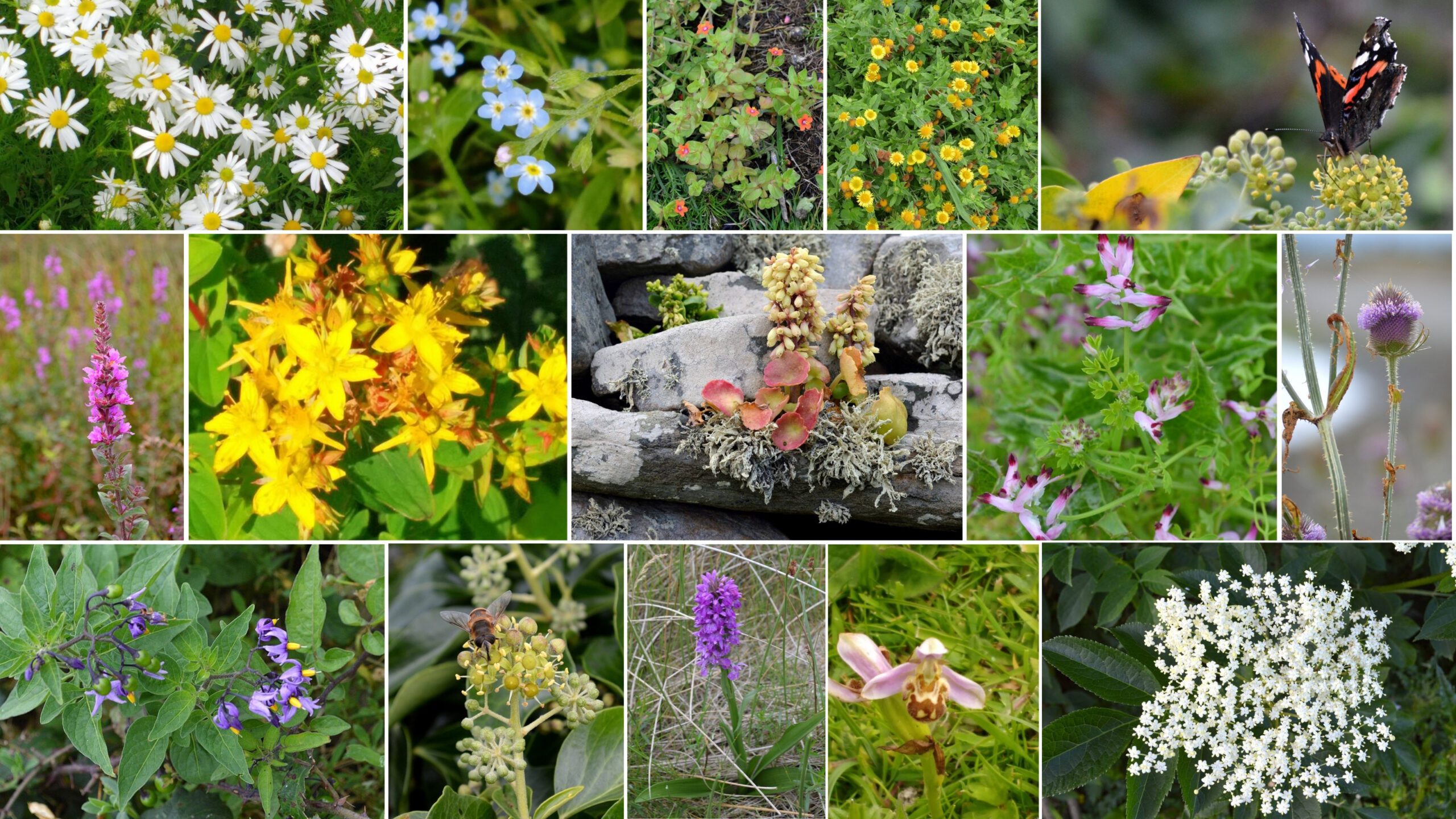 a bunch of different colored flowers in a garden