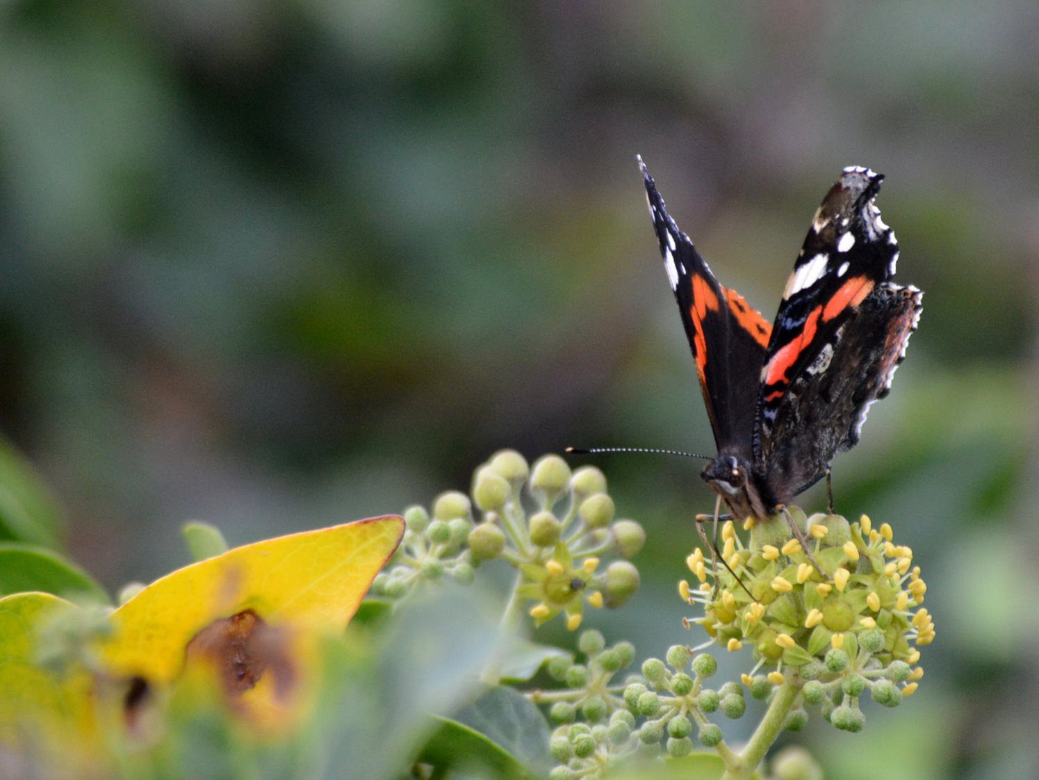 a close up of a flower