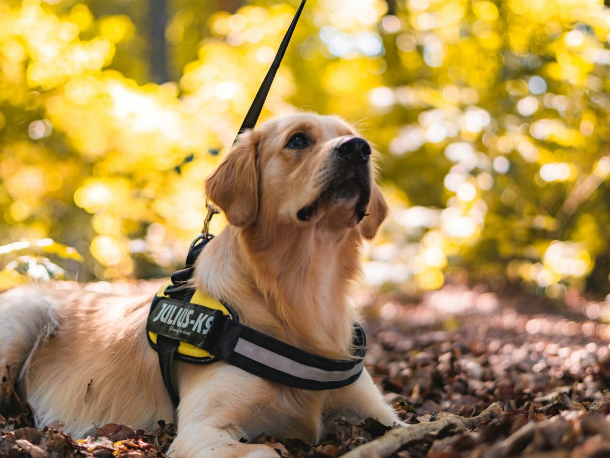 Image of a service dog 2 A close up image of a support dog on a lead